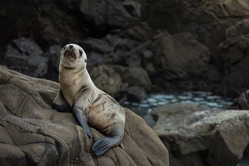 photo of brown seal standing on rock formation